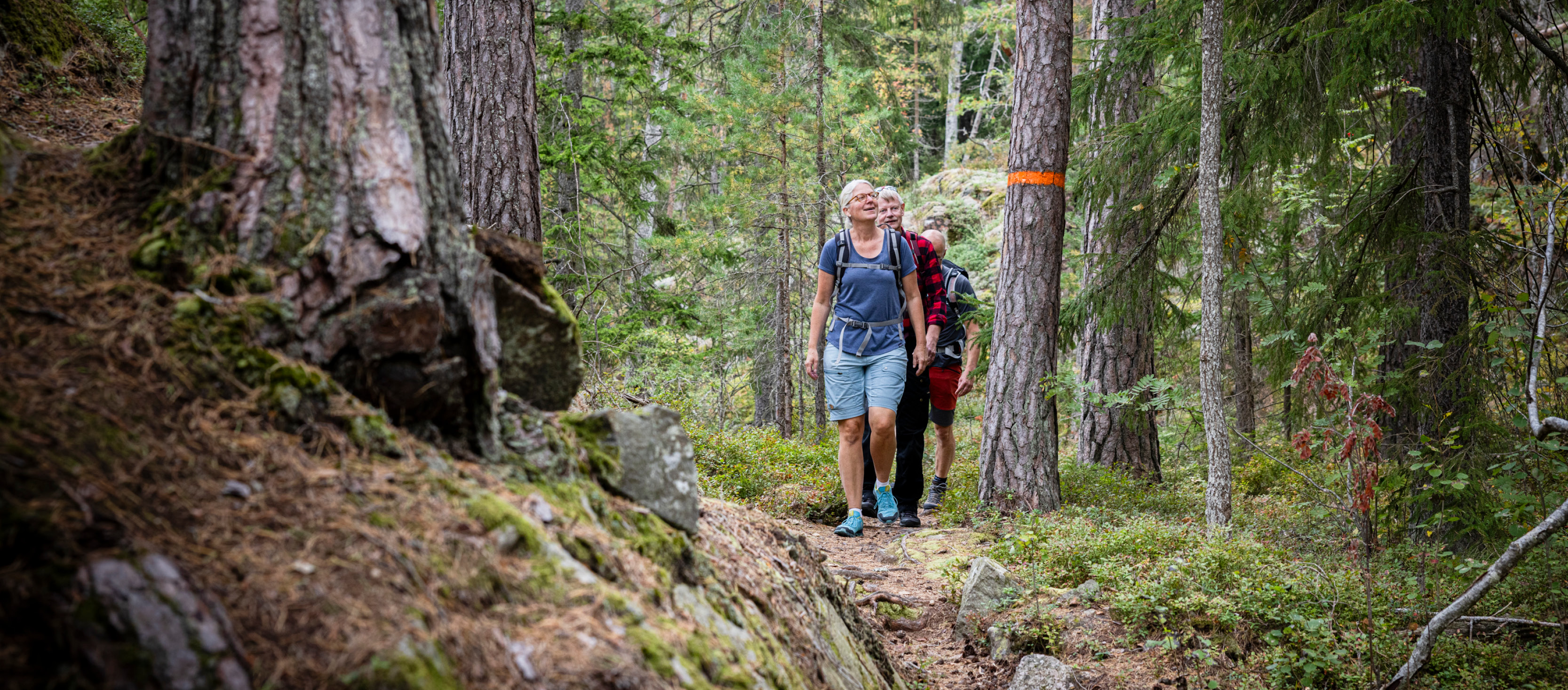 Vandrare i skogen 